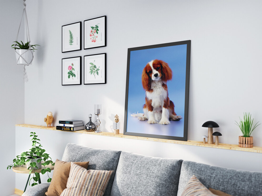 Kahverengi ve beyaz tüylü, sevimli bir Cavalier King Charles Spaniel yavrusu, parlak mavi bir arka plan üzerinde oturmuş, ileriye bakıyor.